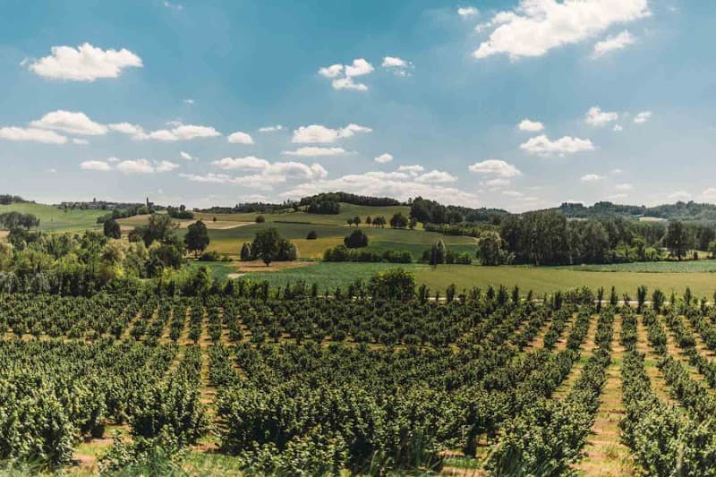 Immagine di Azienda Agricola Durando a Portacomaro, Piemonte