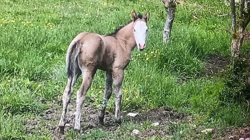 Immagine di La Fattoria di Morgana a Opi, Abruzzo