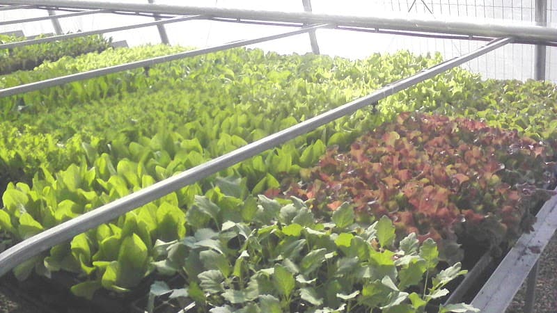 Immagine di Azienda Agricola Bio "El Mas del Sisto" a Fai della Paganella, Trentino-Alto Adige