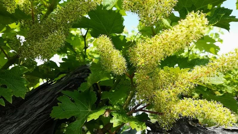 Immagine di FOLICELLO società agricola s.s. a Manzolino, Emilia-Romagna