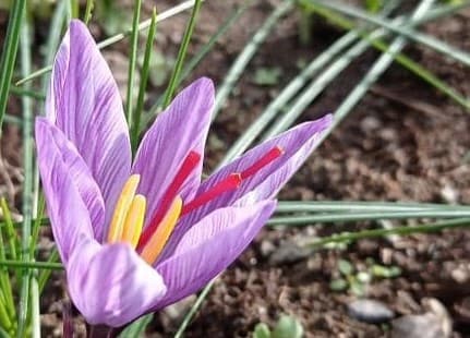 Immagine di DEMETRA a Pontey, Valle d'Aosta