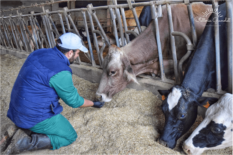 Immagine di Fattoria Granolat a Braide I, Basilicata