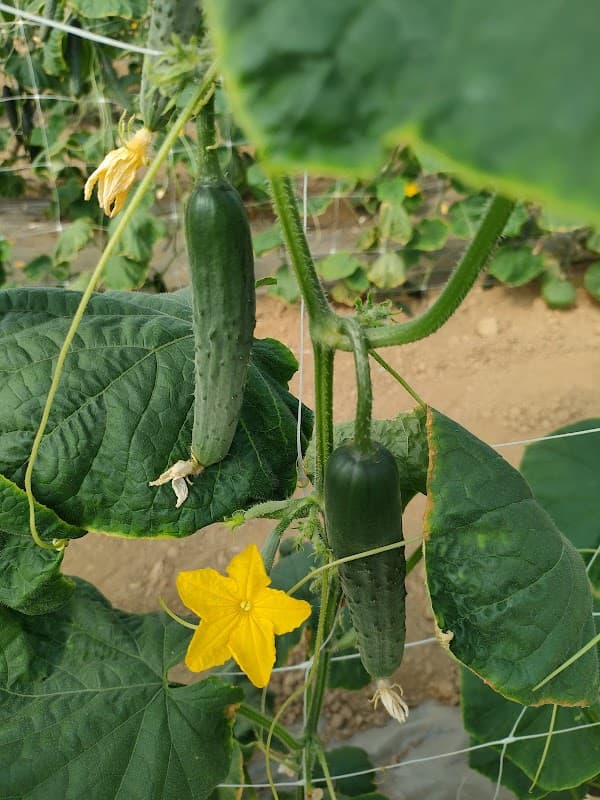 Immagine di Azienda Agricola Bio Pasquini e Ridulfo a Campiglia Marittima, Toscana