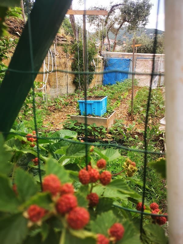 Immagine di Azienda Agricola Allegra a Varazze, Liguria