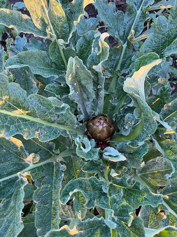 Immagine di Azienda Agricola Vivaistica Napoliello Sabato a Eboli, Campania