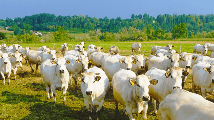 Azienda Agricola Marengo - Vendita Diretta Carne Razza Piemontese