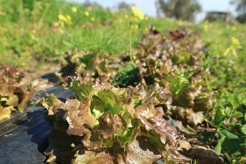 Immagine di Naturalbiologico a Carini, Sicilia