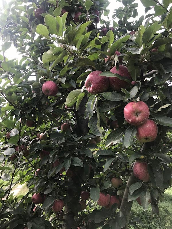 Immagine di Maso Del Gusto a Nave San Rocco, Trentino-Alto Adige