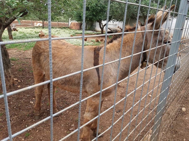 Immagine di Masseria Correo | Azienda Agricola a San Vito dei Normanni, Puglia