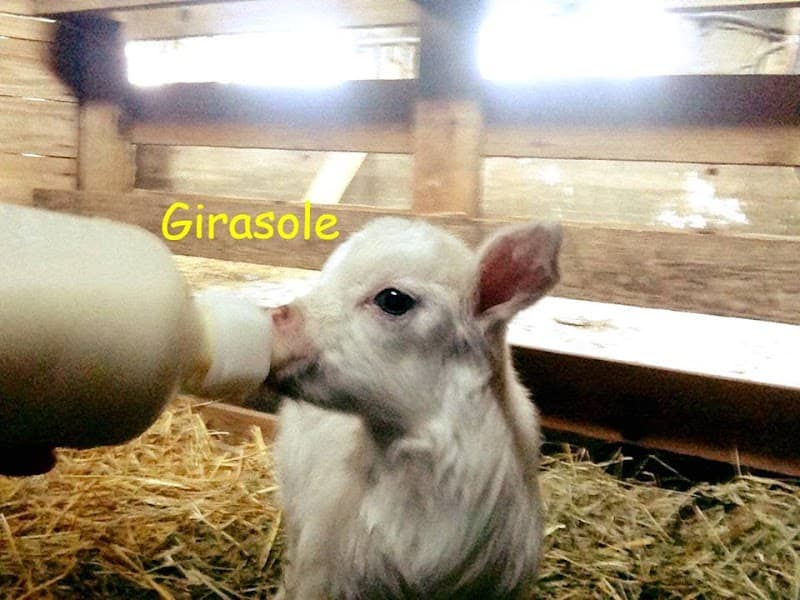 Immagine di Azienda Agricola il Girasole a Dalmine, Lombardia