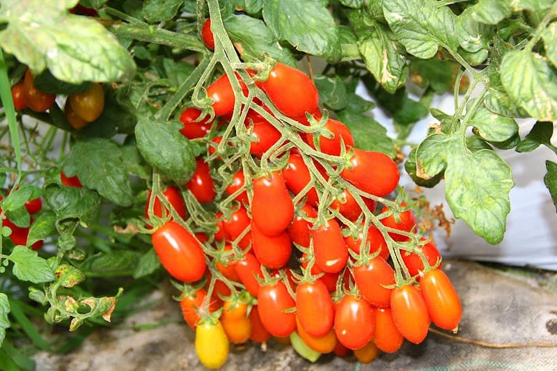 Immagine di Frutta e Verdura Crisoperla a Oristano Produzione e vendita a Oristano, Sardegna