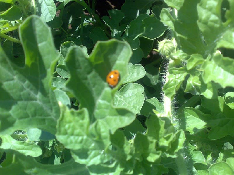 Immagine di Azienda Agricola BIO FERRANDES, di Salvatore Ferrandes a Borgo Grappa, Lazio