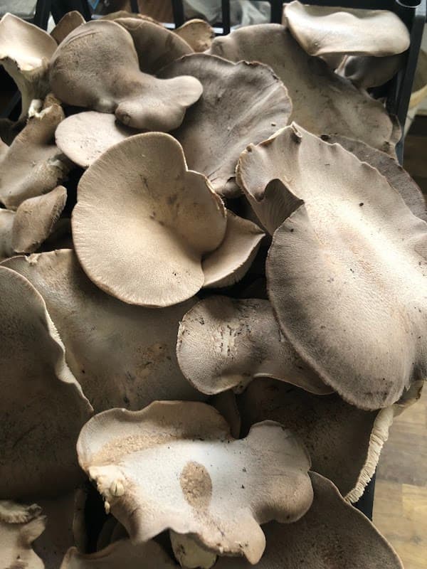 Immagine di Società Agricol Pi'n'Pi Srls a Tottubella, Sardegna