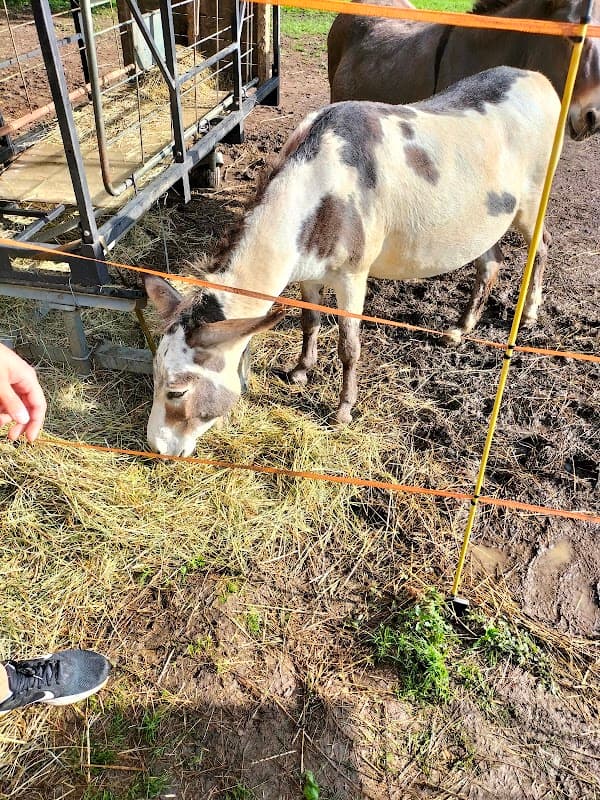 Immagine di Azienda Agricola Maso Michelini a Calceranica al Lago, Trentino-Alto Adige