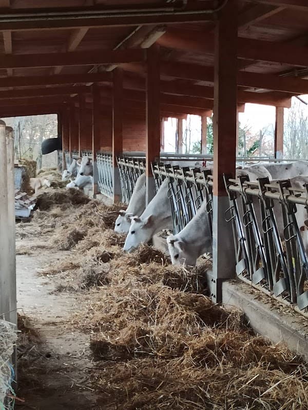 Immagine di AZIENDA AGRICOLA PODERE RUGGERI a Pontassieve, Toscana