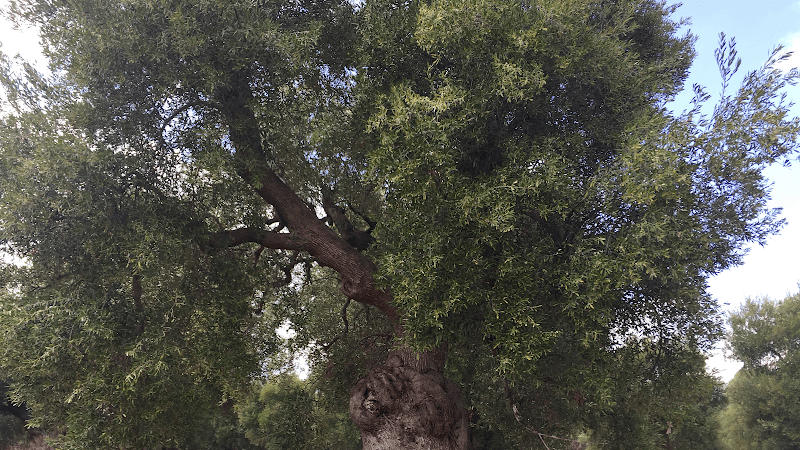 Immagine di Azienda Agricola Mezzaria a Fasano, Puglia