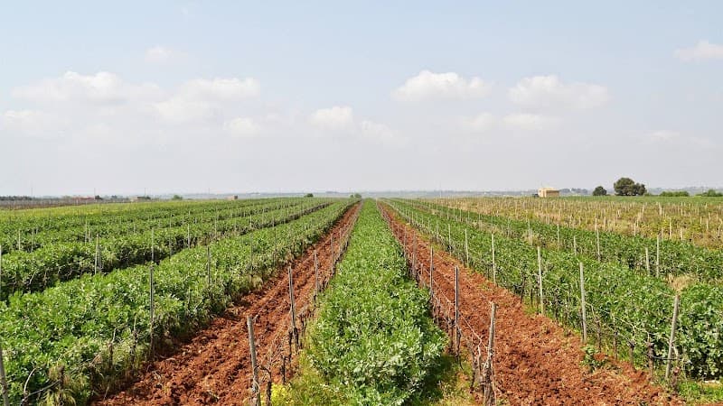 Immagine di Azienda Agricola Palermo a Montallegro, Sicilia
