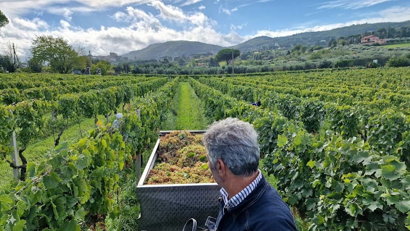 Immagine di Azienda Agricola l'Olivella a Roma, Lazio