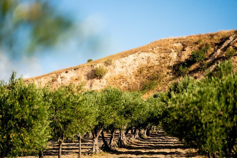 Immagine di Azienda Agricola Biologica Simonte a Dattilo, Sicilia