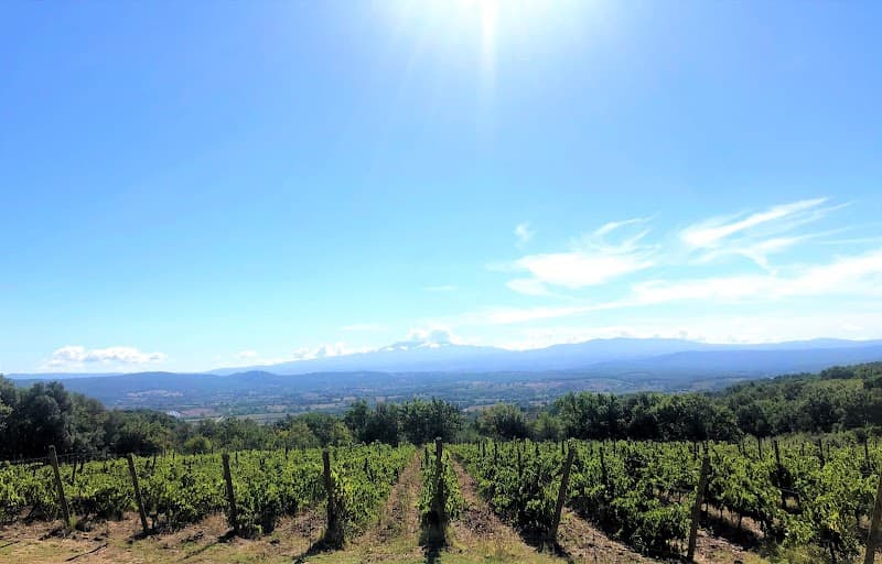 Immagine di GRAMINETA - Produzione e Vendita Vini Biologici Maremma Toscana DOC ed Olio Extravergine di Oliva Biologico a Roccastrada, Toscana