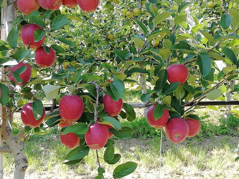 Immagine di Azienda Agricola F.lli Spagnolli Produzione e Vendita di Mele e Succhi di Mela a Trento, Trentino-Alto Adige
