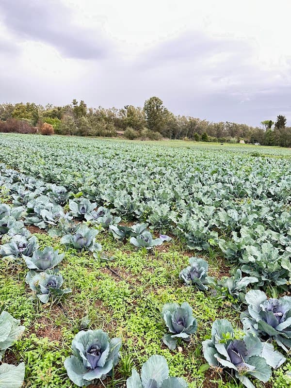 Immagine di Orto Antico da Giorgio - Verdure Km 0 a Roma, Lazio