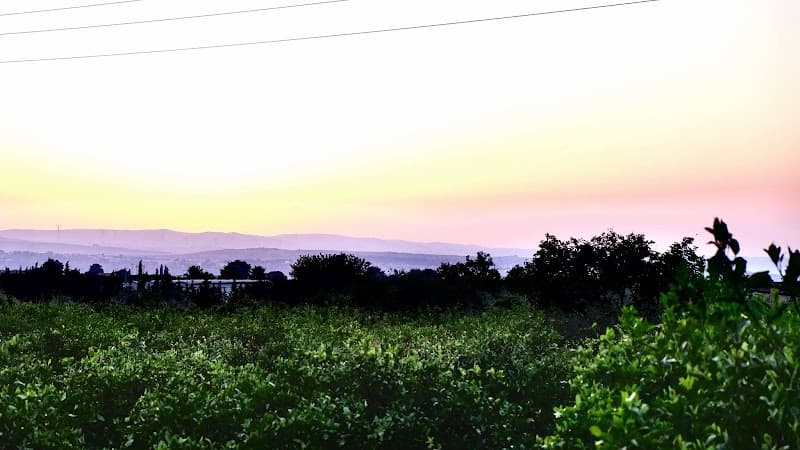Immagine di Azienda agricola Scollo Sebastiana a Siracusa, Sicilia