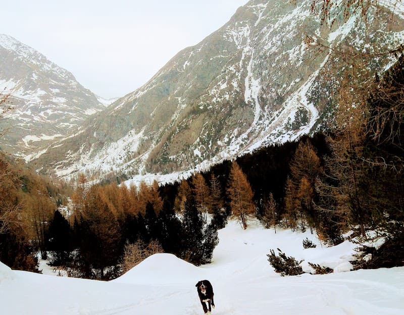 Immagine di Azienda agricola Garin a Cogne, Valle d'Aosta