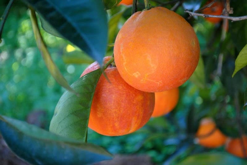 Azienda Agricola Rio - Arance Limoni Agrumi Biologici di Sicilia