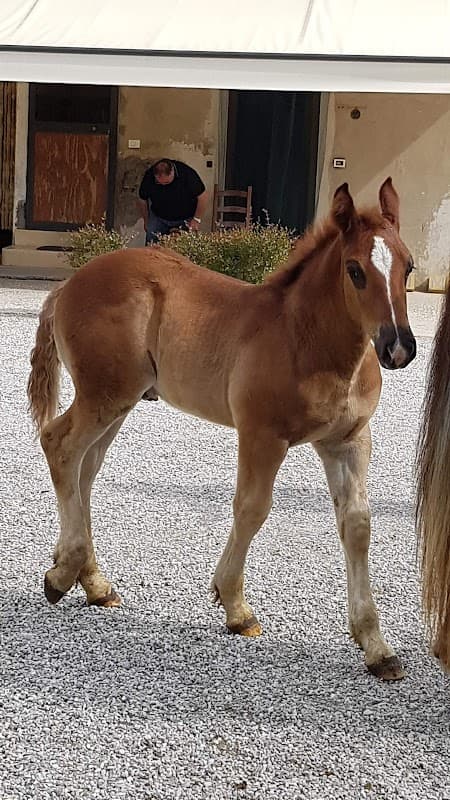 Immagine di Azienda Agricola Manente a Venezia, Veneto