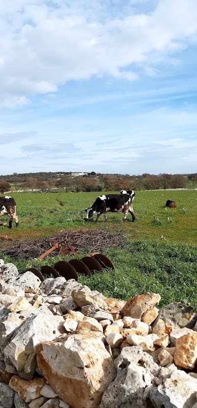 Immagine di Azienda Biologica "Nuovo Muretto" di Casulli Angelo Paolo a Putignano, Puglia