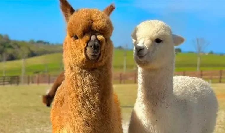 Immagine di Grow Up - Alpaca del Monviso - Cascina CASSOTTI BALBO a Torino, Piemonte