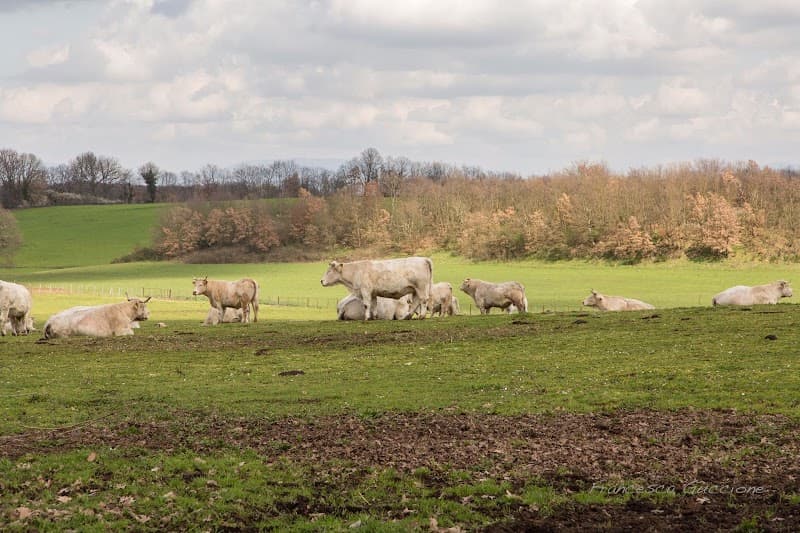 Immagine di Azienda Agricola Biologica Sansoni a Viterbo, Lazio