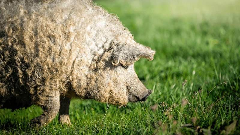 AZIENDA AGRICOLA ZAVOLI Produzione e vendita diretta carne e salumi