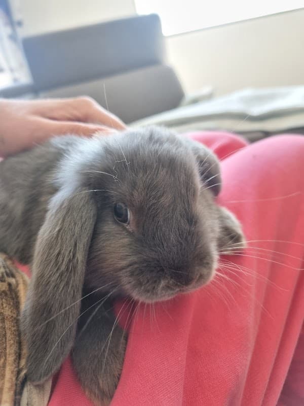 Immagine di Azienda agricola la fattoria nel bosco a Ceranesi, Liguria
