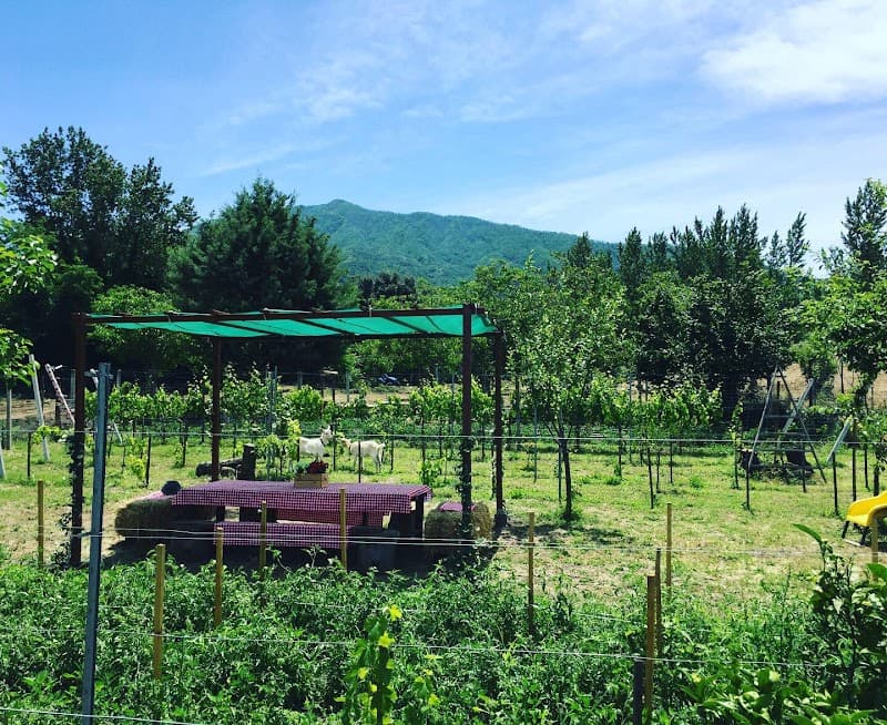 Immagine di Fattoria Crisommola a Napoli, Campania