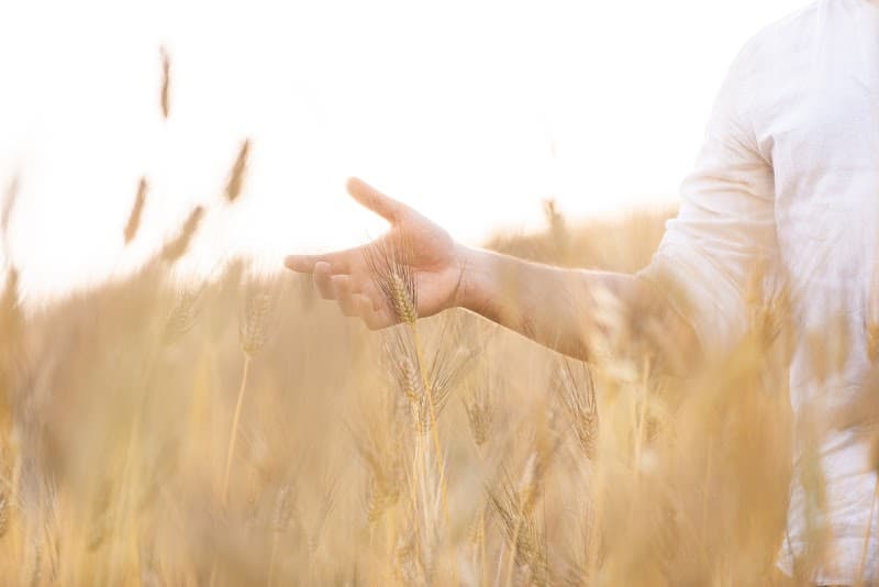 Immagine di Podere SelvaPiana Azienda Agricola a Selva Piana, Abruzzo
