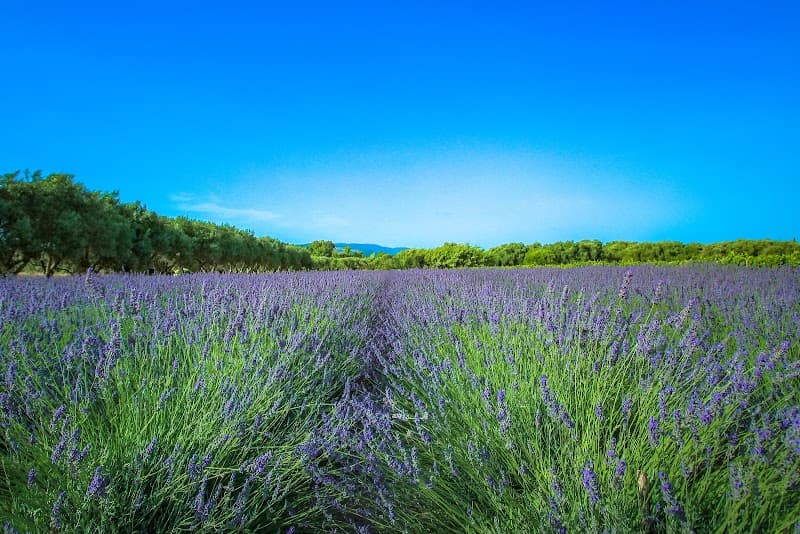 Immagine di Lavanda di Elvio a Riola Sardo, Sardegna