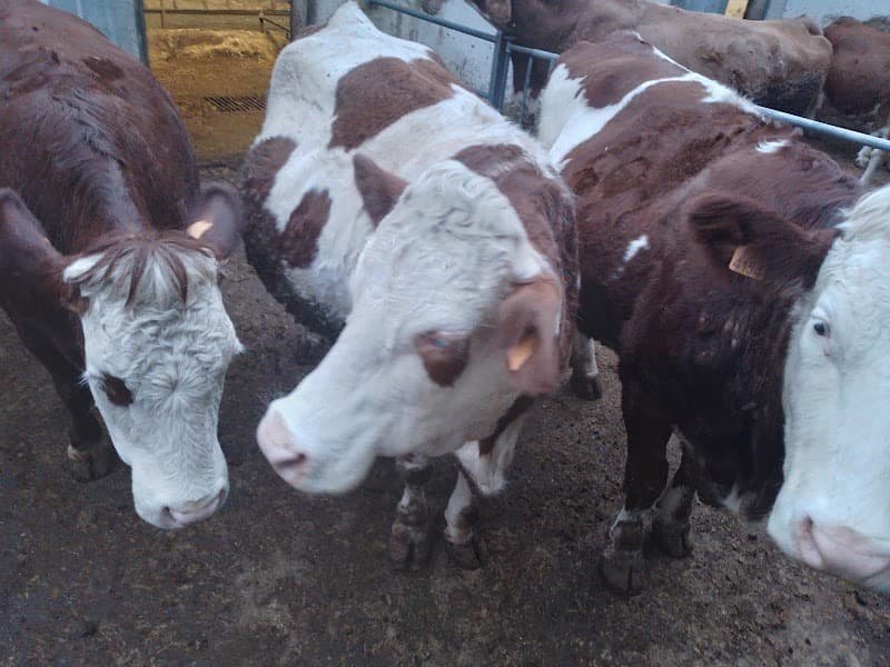 Azienda Agricola Mele