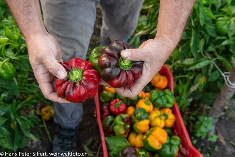 Immagine di Azienda Agricola Vincenzo Egizio a Napoli, Campania