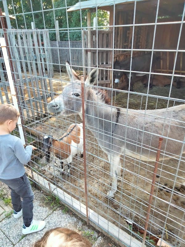 Immagine di Azienda agricola e fattoria didattica Lo Stralisco a San Biagio di Callalta, Veneto