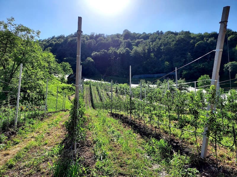 Immagine di Il Giardino della Frutta a San Giuliano Milanese, Lombardia