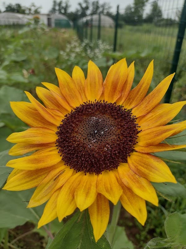 Immagine di Rotolana - Orticoltura Sociale biologica a Cassano d'Adda, Lombardia