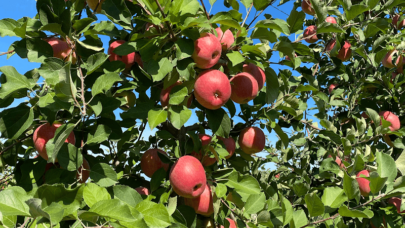 Immagine di Podere Francesco Azienda Agricola a Mosciano Sant'Angelo, Abruzzo
