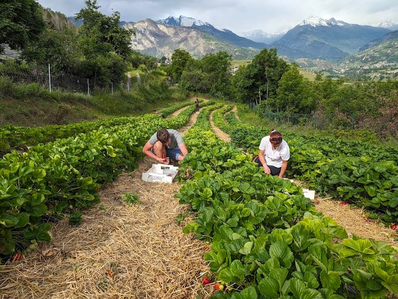 Immagine di Rouge et vert a Aymavilles, Valle d'Aosta