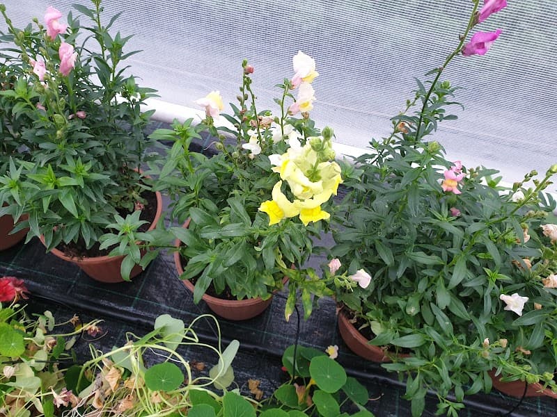 Immagine di Azienda Agricola Biologica RaveraBio di Ravera Marco a Albenga, Liguria