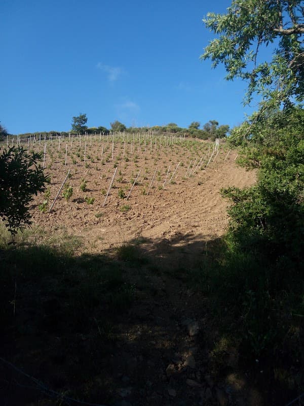 Immagine di Azienda Agricola Panevino di Gianfranco Manca a Nurri, Sardegna