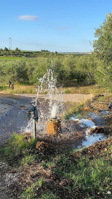 Immagine di TERRA MADRE a Corato, Puglia