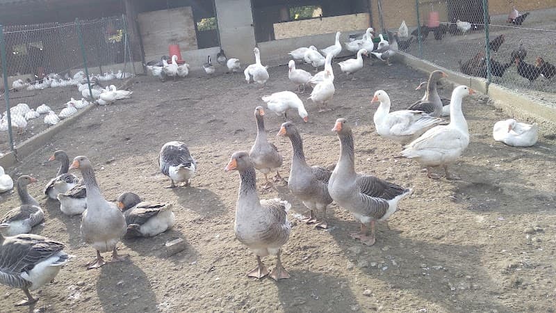 Immagine di Azienda agricola Panegai a Treviso, Veneto