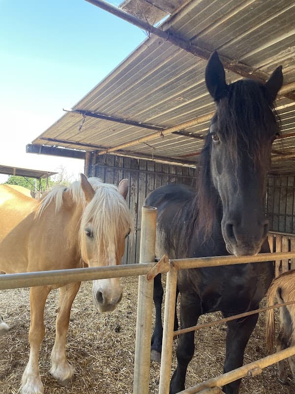 Immagine di Bio Fattoria Didattica Antonio Salerno a Policoro, Basilicata